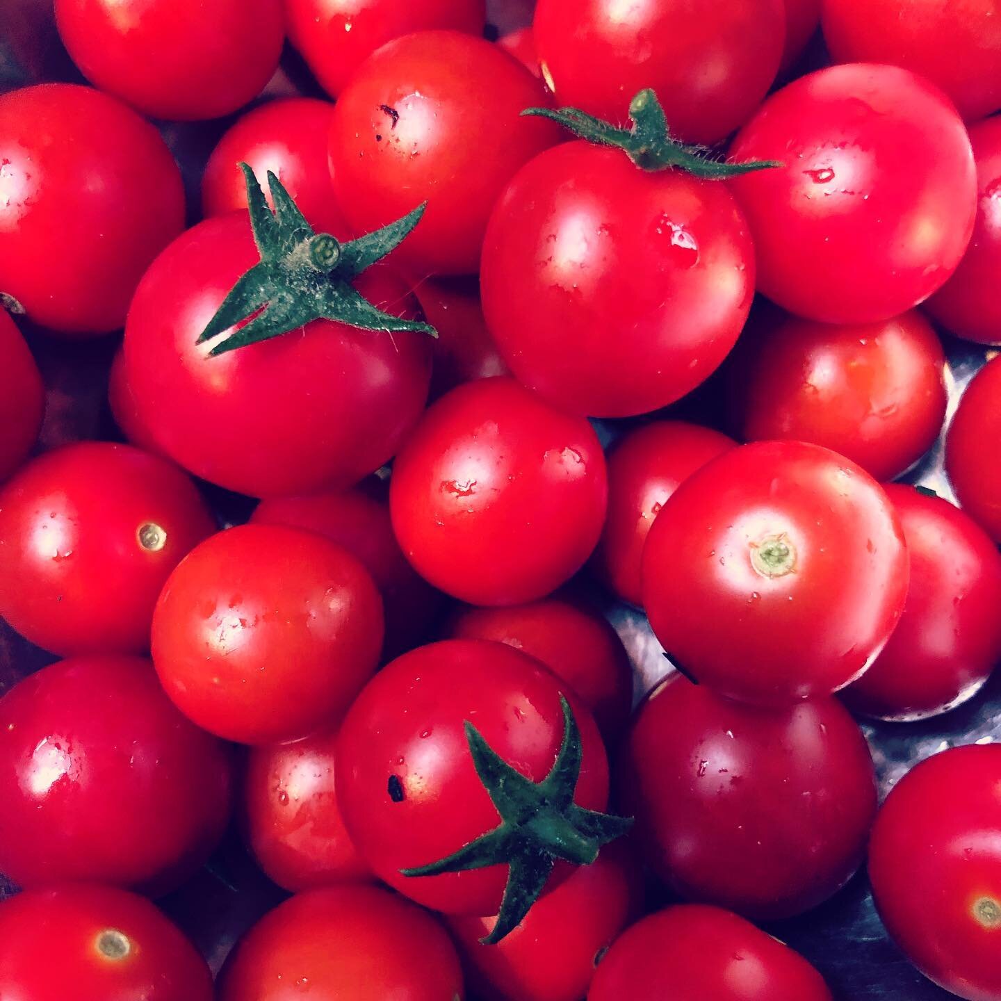 Planting Tomatoes